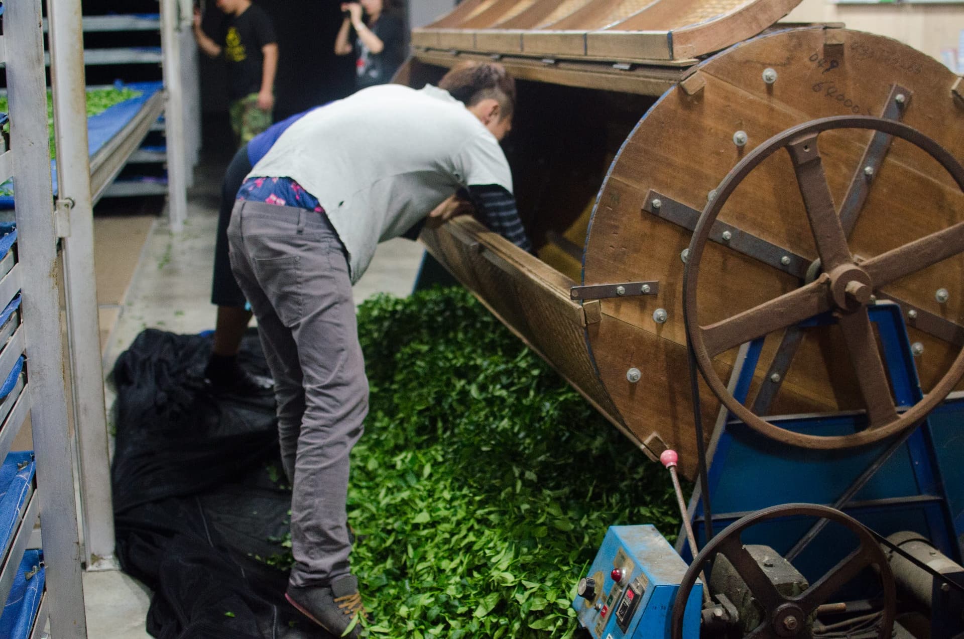 GABA Tea