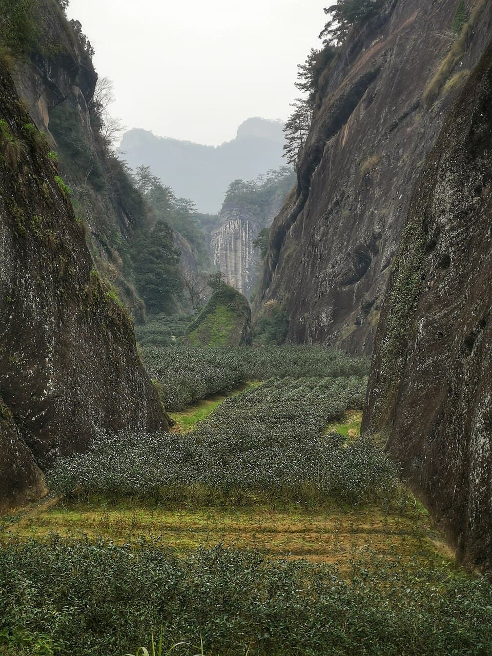 Wuyi Rock Tea