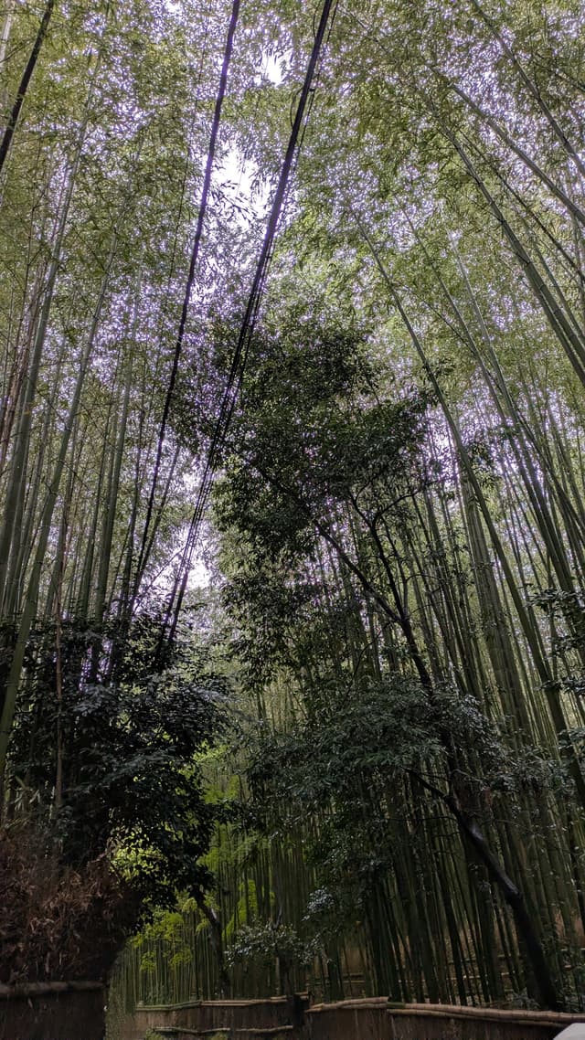 Bamboo Forest