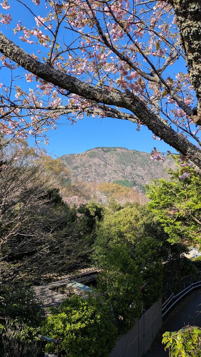 Arashiyama Bamboo Forest